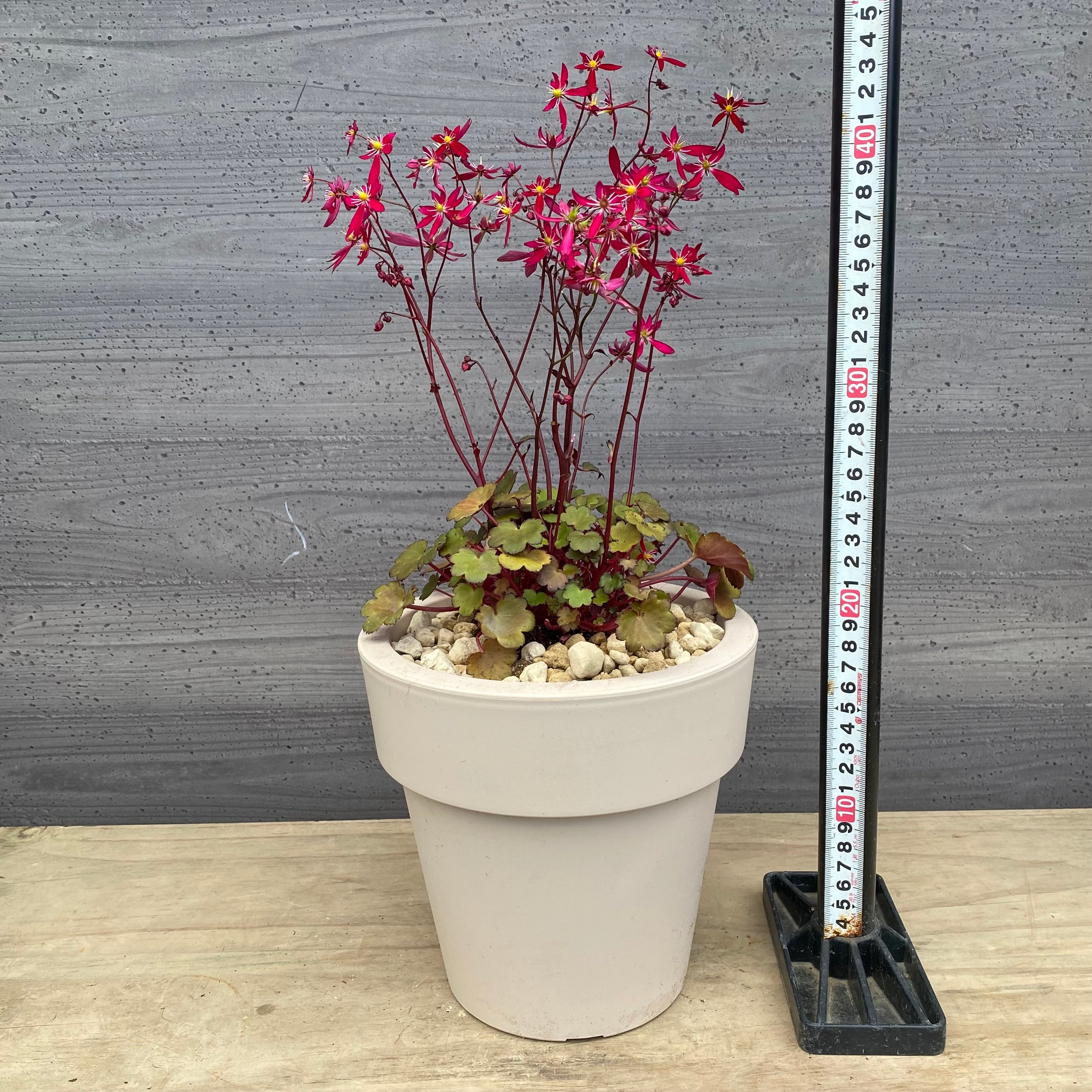 Pickup 全ての商品 – 植物家族