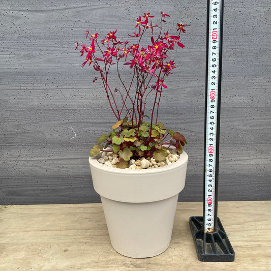 西洋大文字草 ターリー 6号オリジナルポット