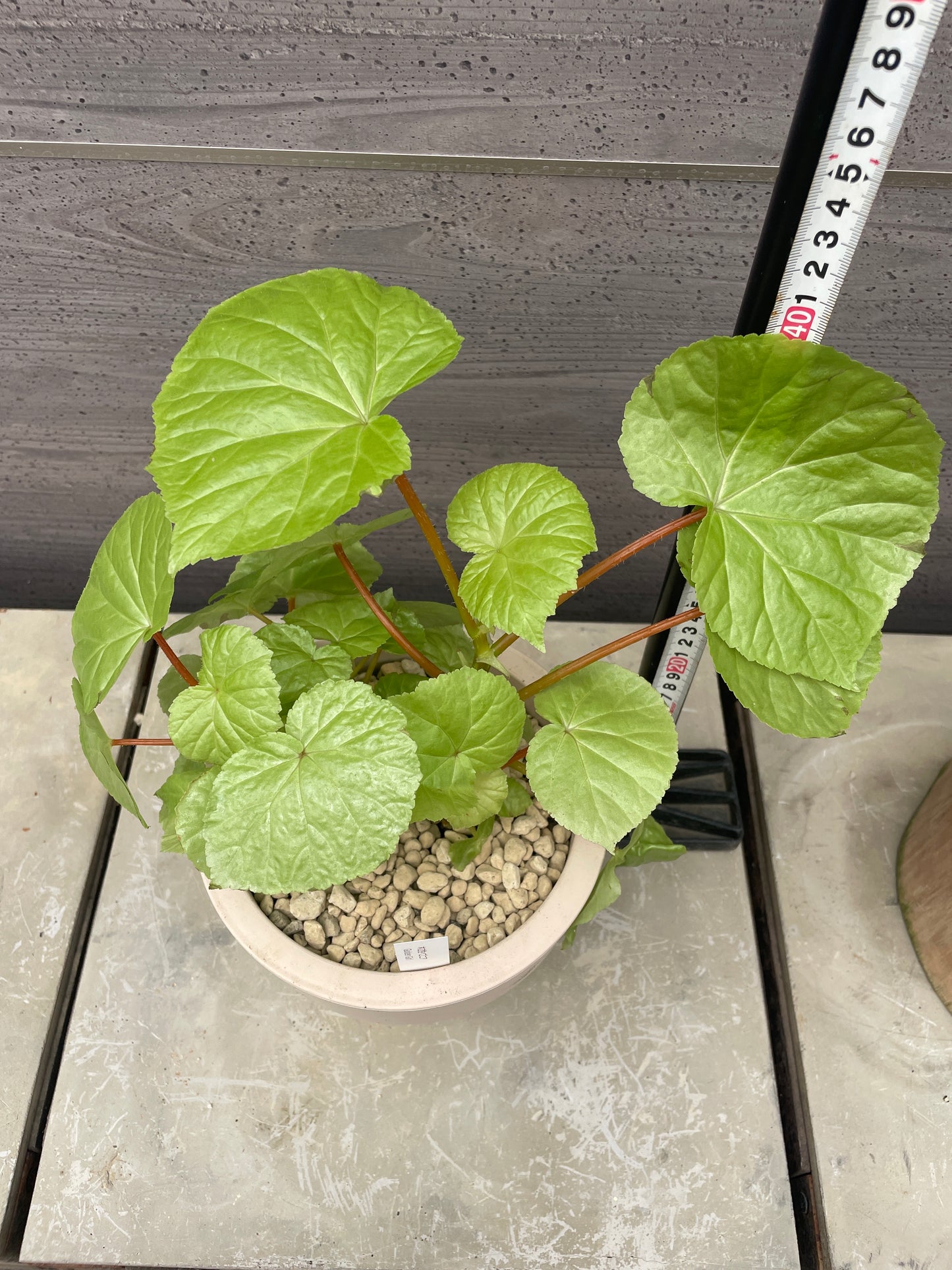 花郷園★木立性ベゴニア　Golden Girl　6号ポット植替え済み