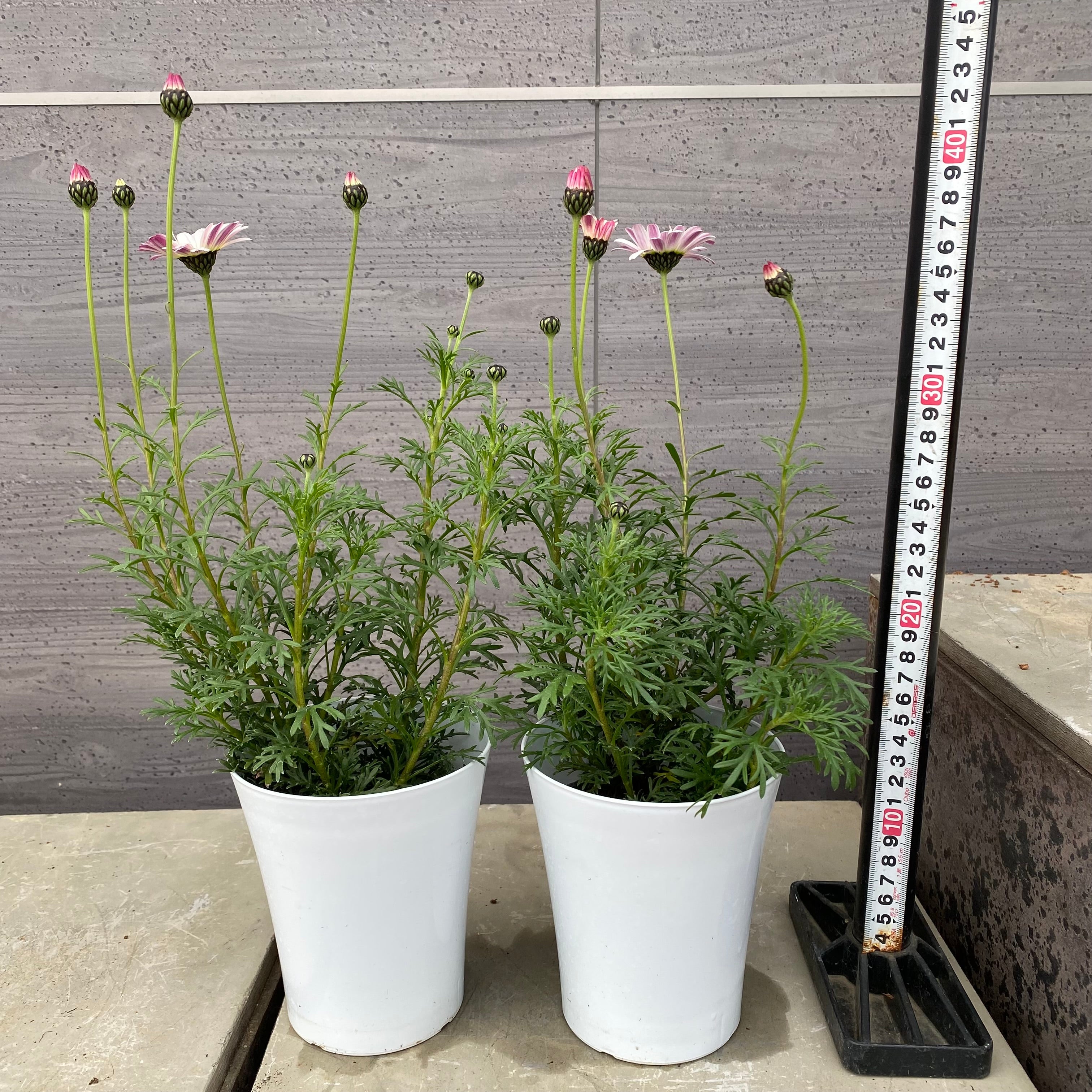 Pickup 全ての商品 – 植物家族