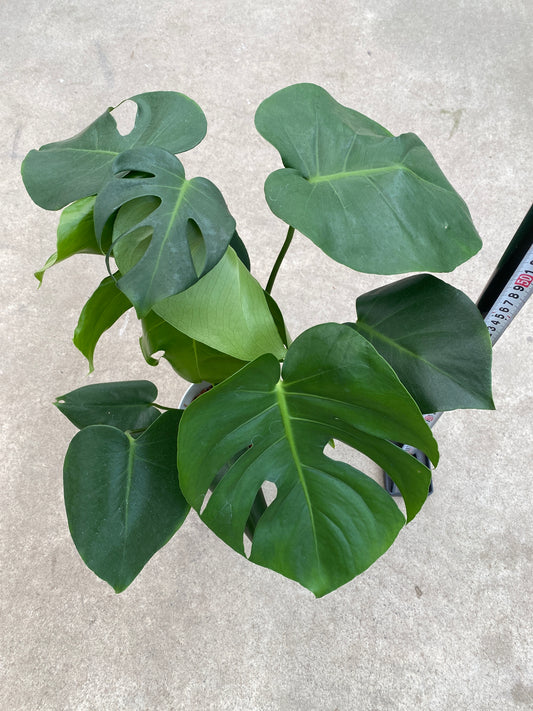 No.28004　モンステラ　デリシオサ　5号鉢