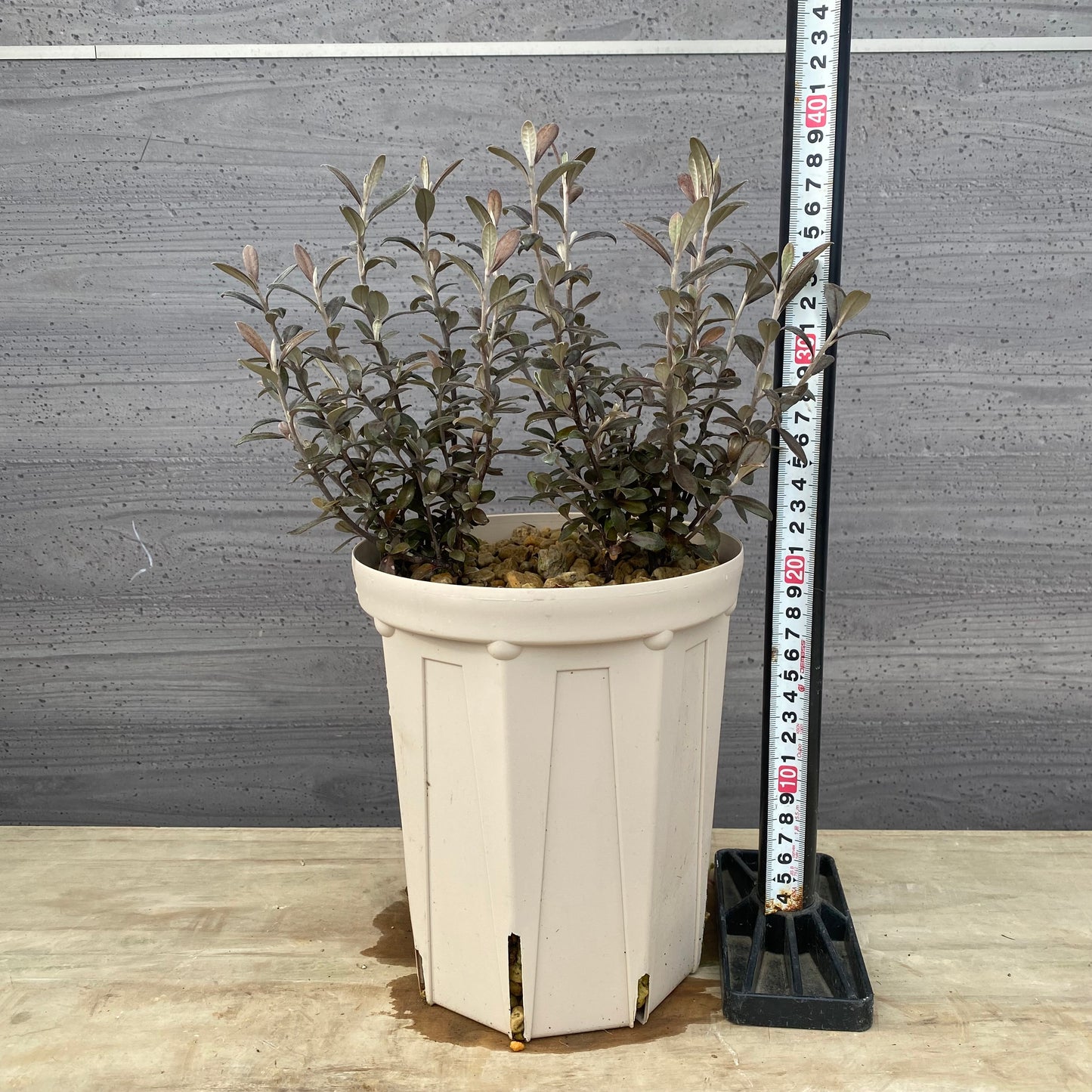 コロキア　フロステッドチョコレート　６号スリット鉢/オリジナル色