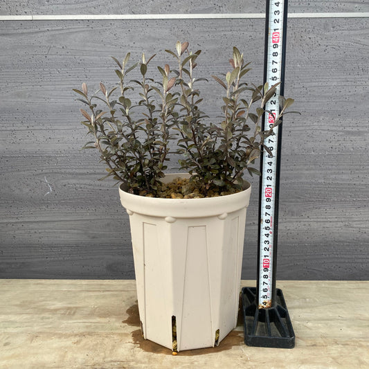 コロキア　フロステッドチョコレート　６号スリット鉢/オリジナル色