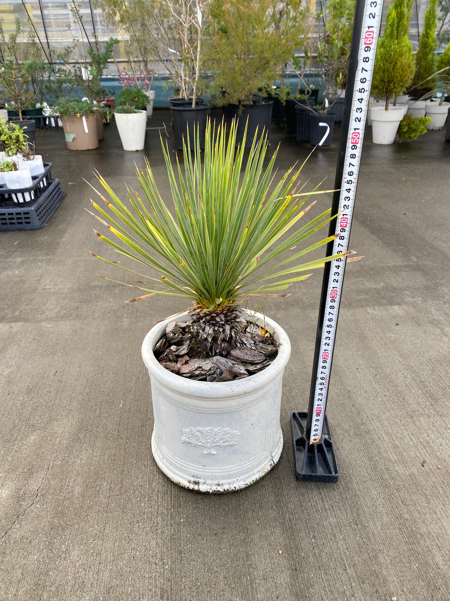 農場創業祭 No.26060　ユッカ　ロストラータ　陶器鉢白