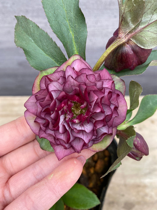 No.05104 横山園芸★クリスマスローズ プリマドレス 5号苗ポット