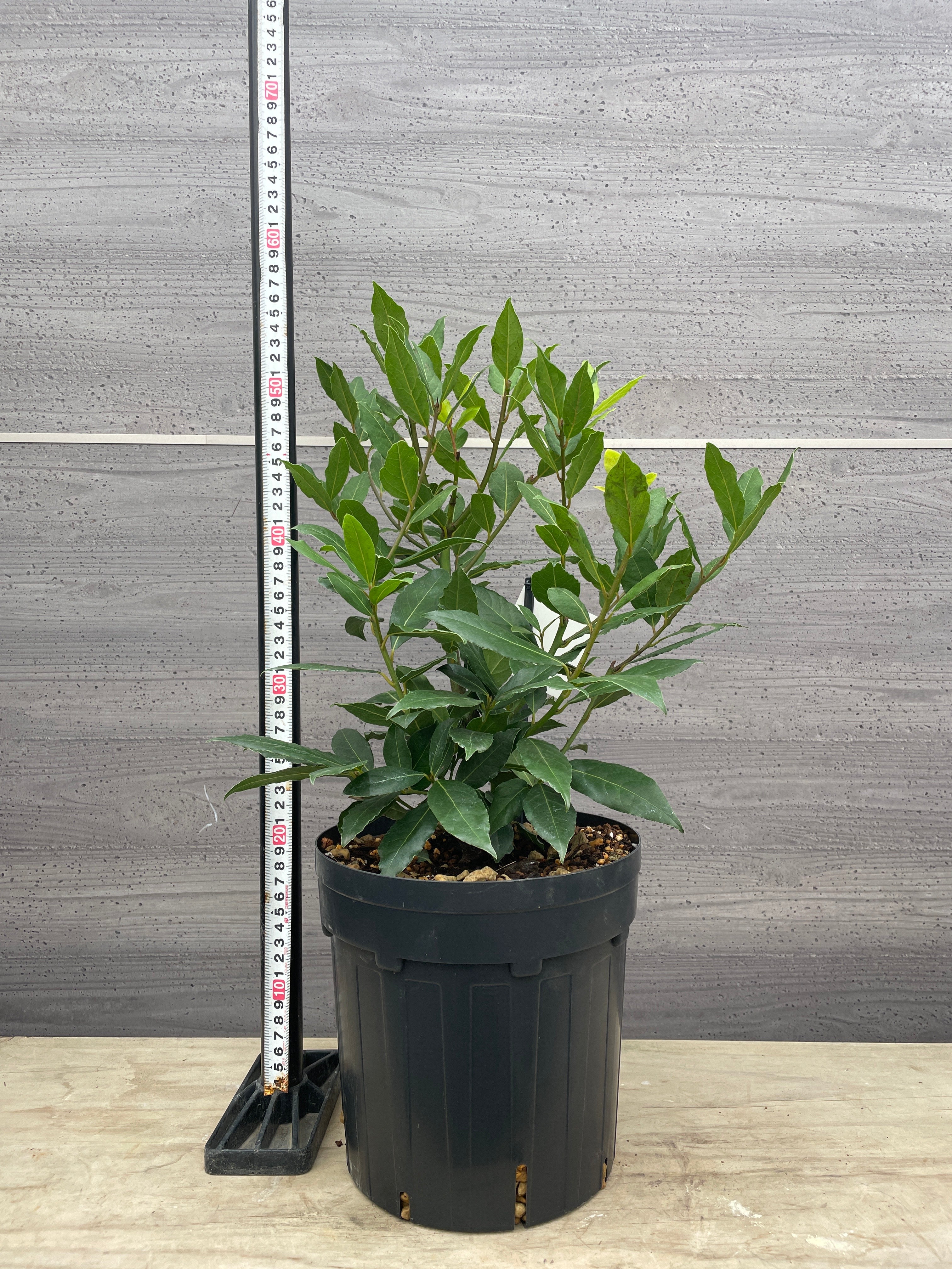 Pickup 全ての商品 – 植物家族