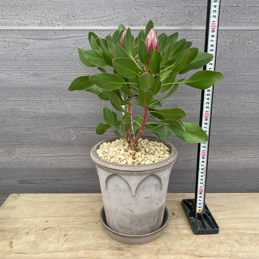 nakaji551様売約★キングプロテア　リトルプリンス　陶器鉢