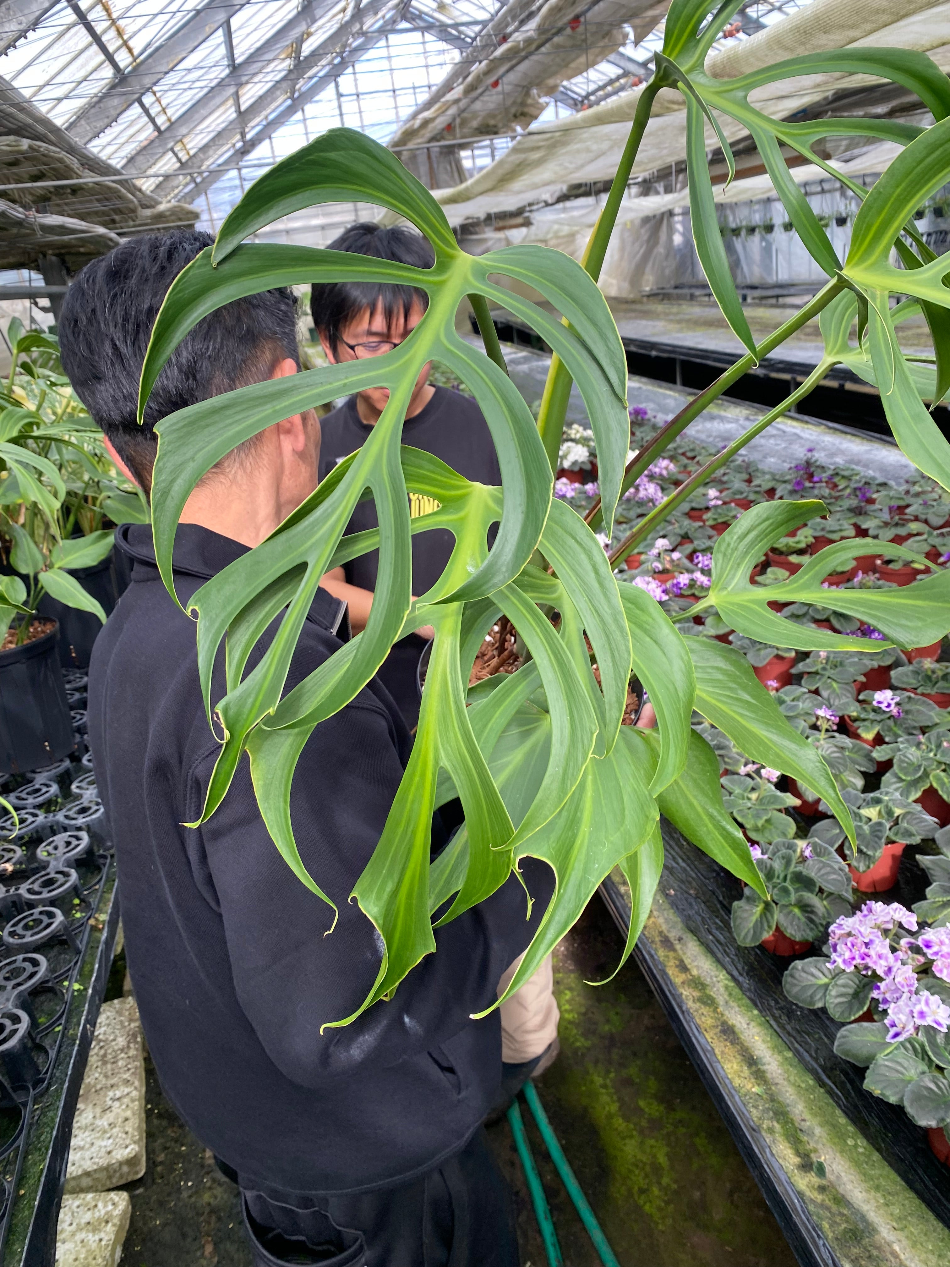 Pickup 全ての商品 – 植物家族