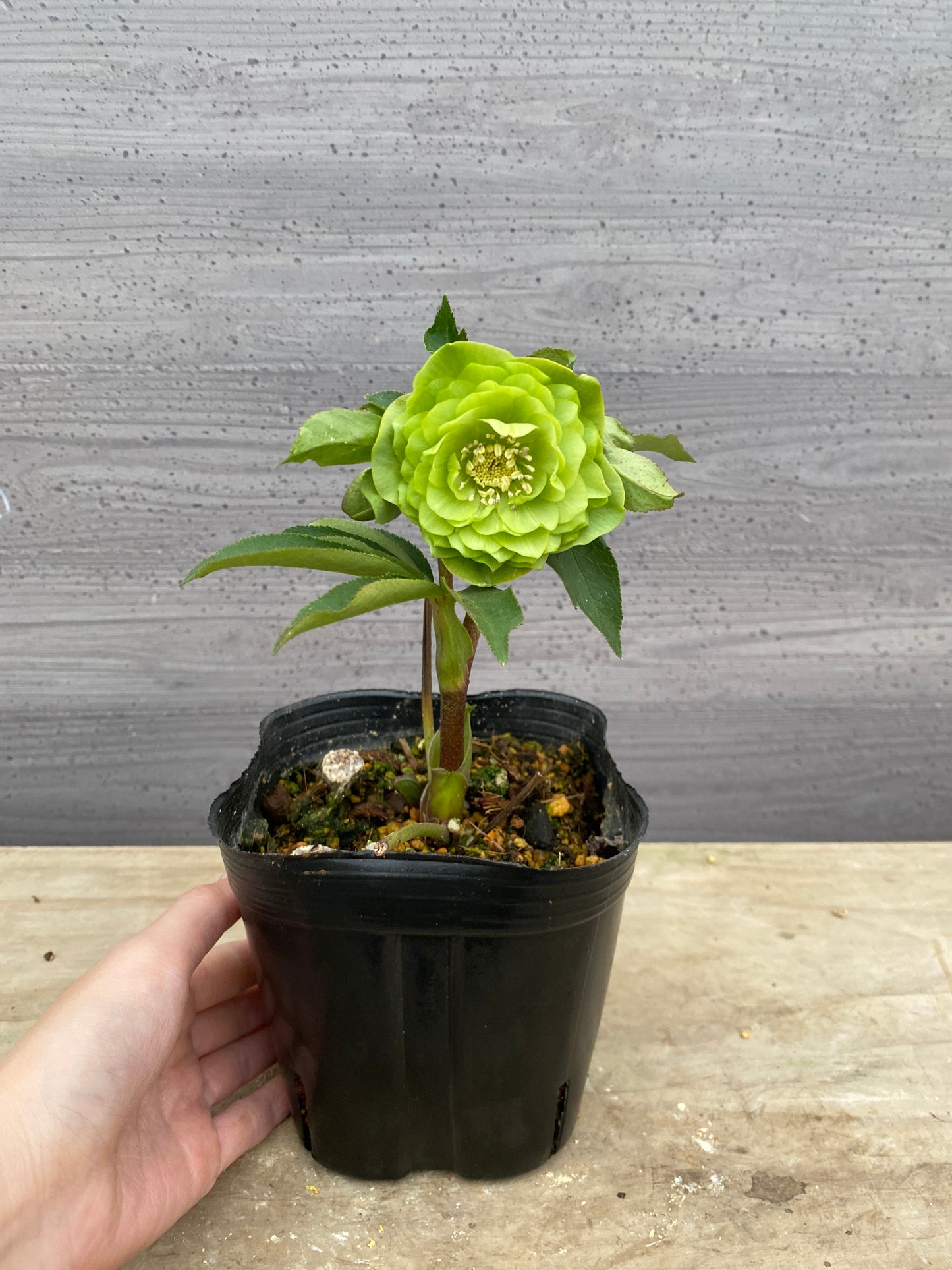 No.05122　横山園芸★クリスマスローズ　プリマドレス　5号苗ポット