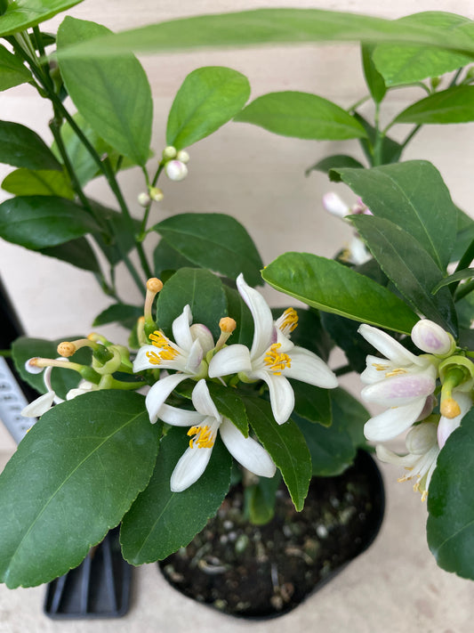 M51　レモン　ラフマイヤー　5号苗ポット