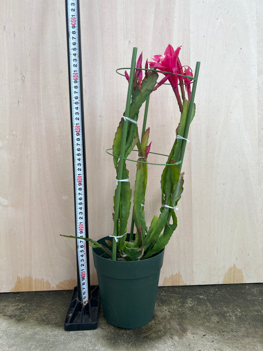 No.31012 クジャクサボテン ピンク 5号鉢