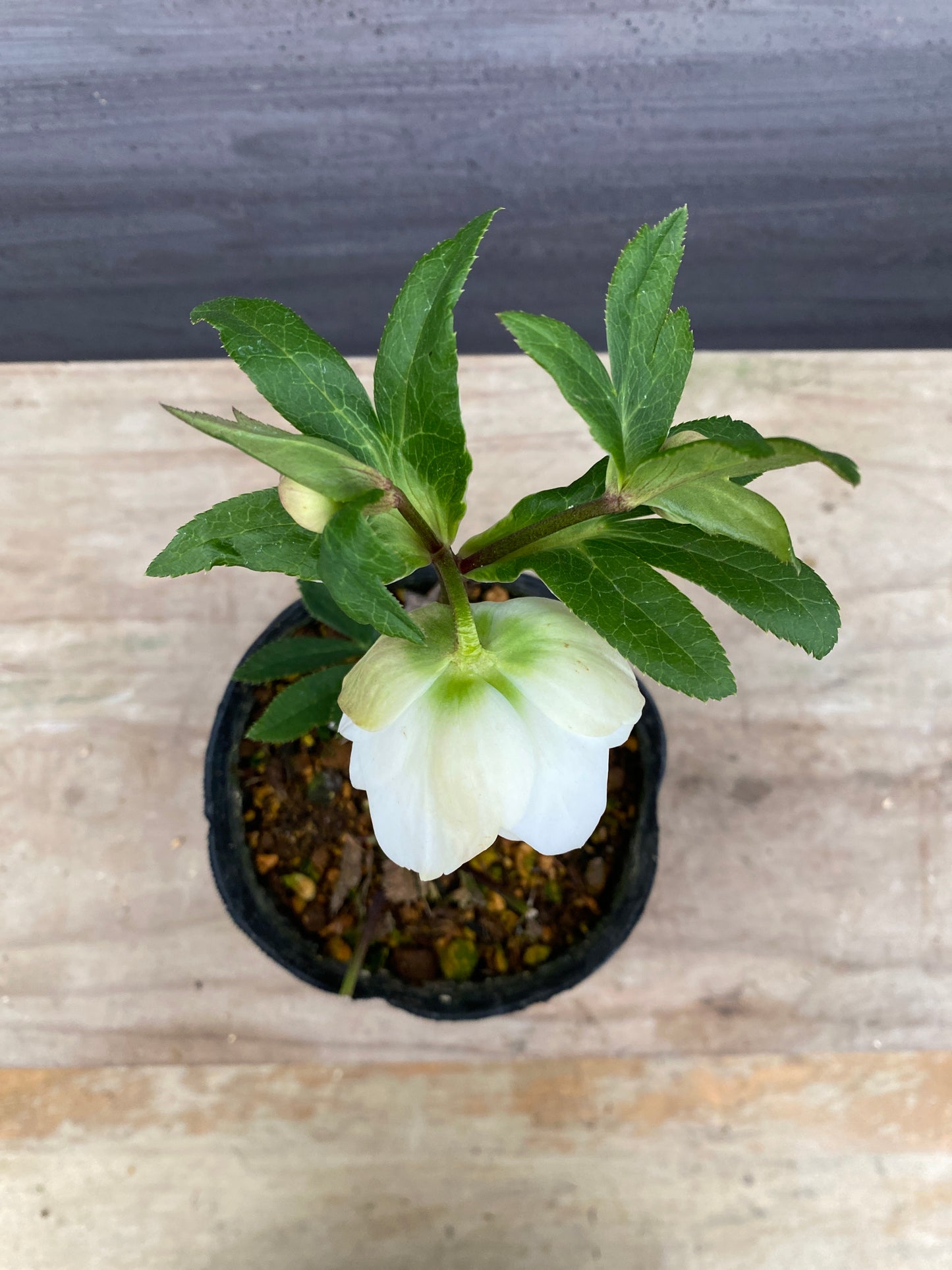 No.05096　横山園芸★クリスマスローズ　プリマドレス　5号苗ポット