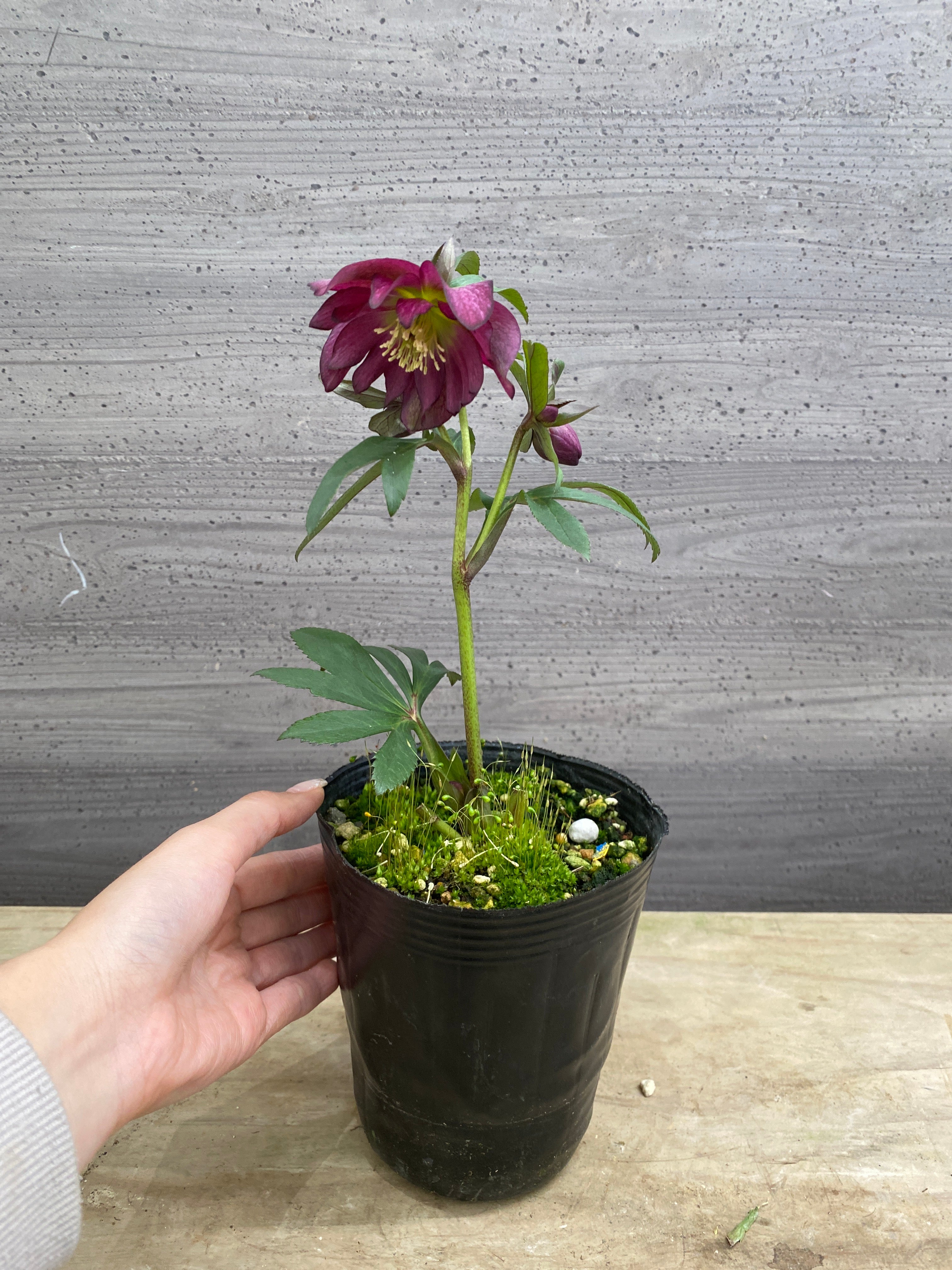 M073 クリスマスローズ 八重咲き 4号苗ポット – 植物家族