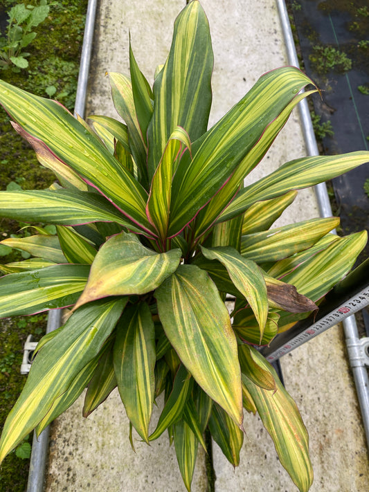 農場創業祭 No.26117　コルジリネ　ターミナリス　5号スリット鉢/オリジナル色