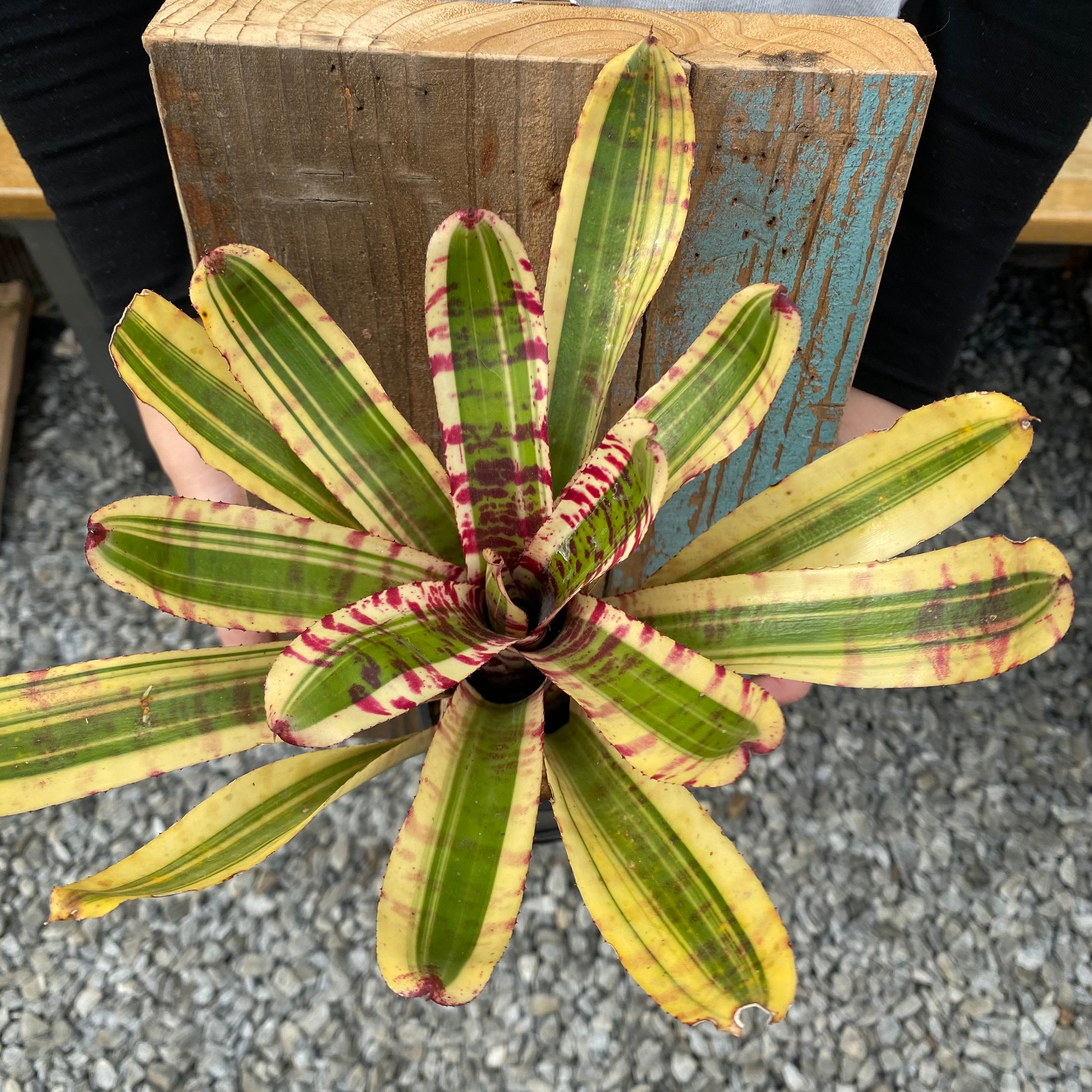 ラ*ク様 ☘️ラスト2☘️開花株❤️根パンパン❤️しっかり新葉元気株❤️3295 植物家族