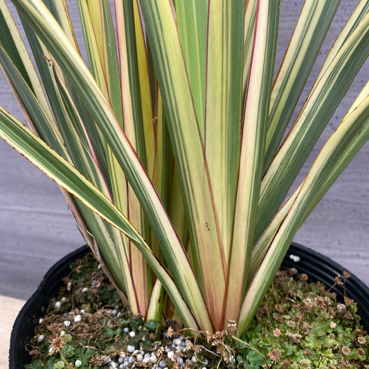 No.1302　ニューサイラン　斑入り　7号苗ポット