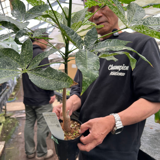 URBAN JUNGLE特集★U35　実生パキラ　斑入り　4号鉢