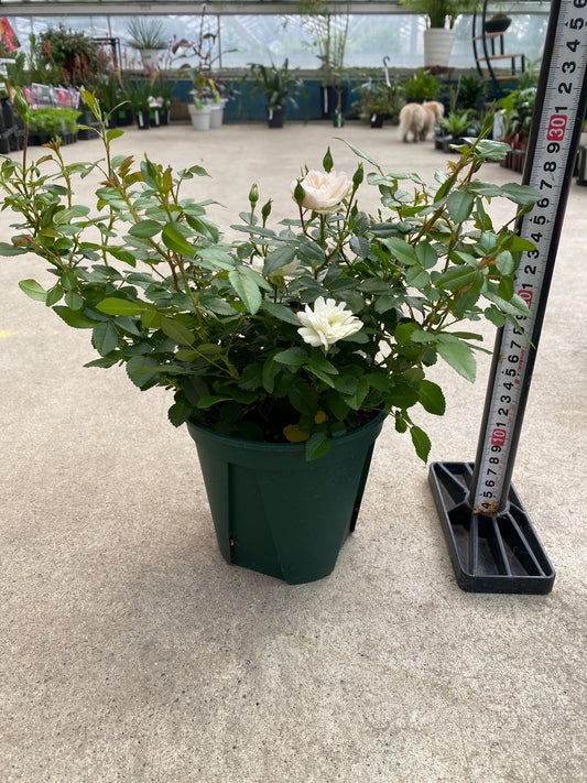 No.28022 ミニバラ グリーンアイス 5号鉢