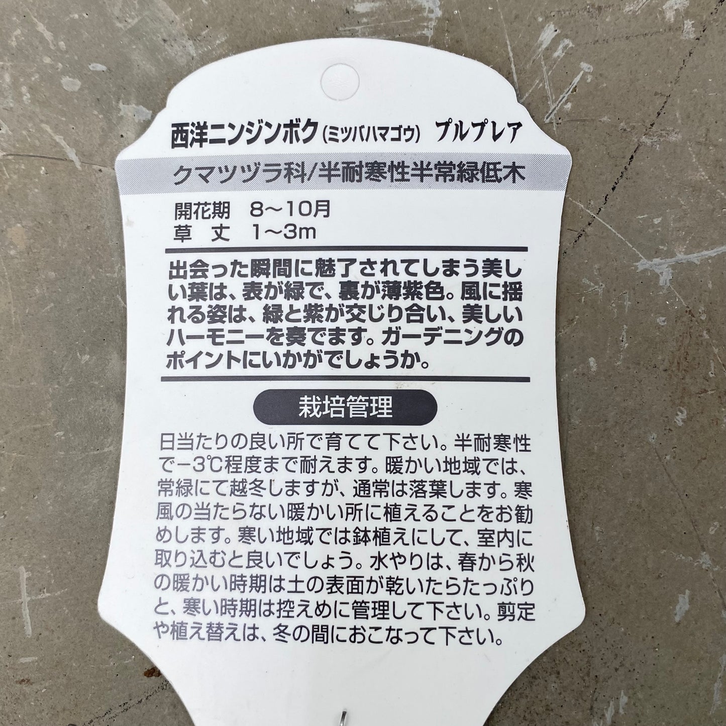 ★大人気　再販　西洋ニンジンボク　プルプレア　5号　スリット鉢/オリジナル色