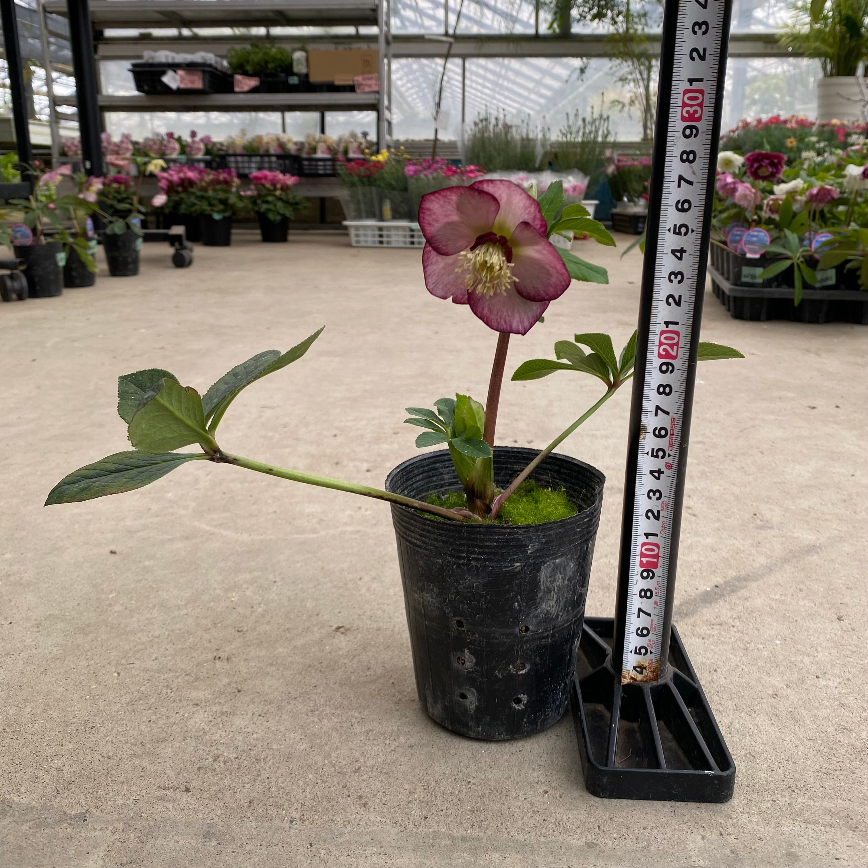 20052 クリスマスローズ シングル咲き 3.5号苗ポット – 植物家族