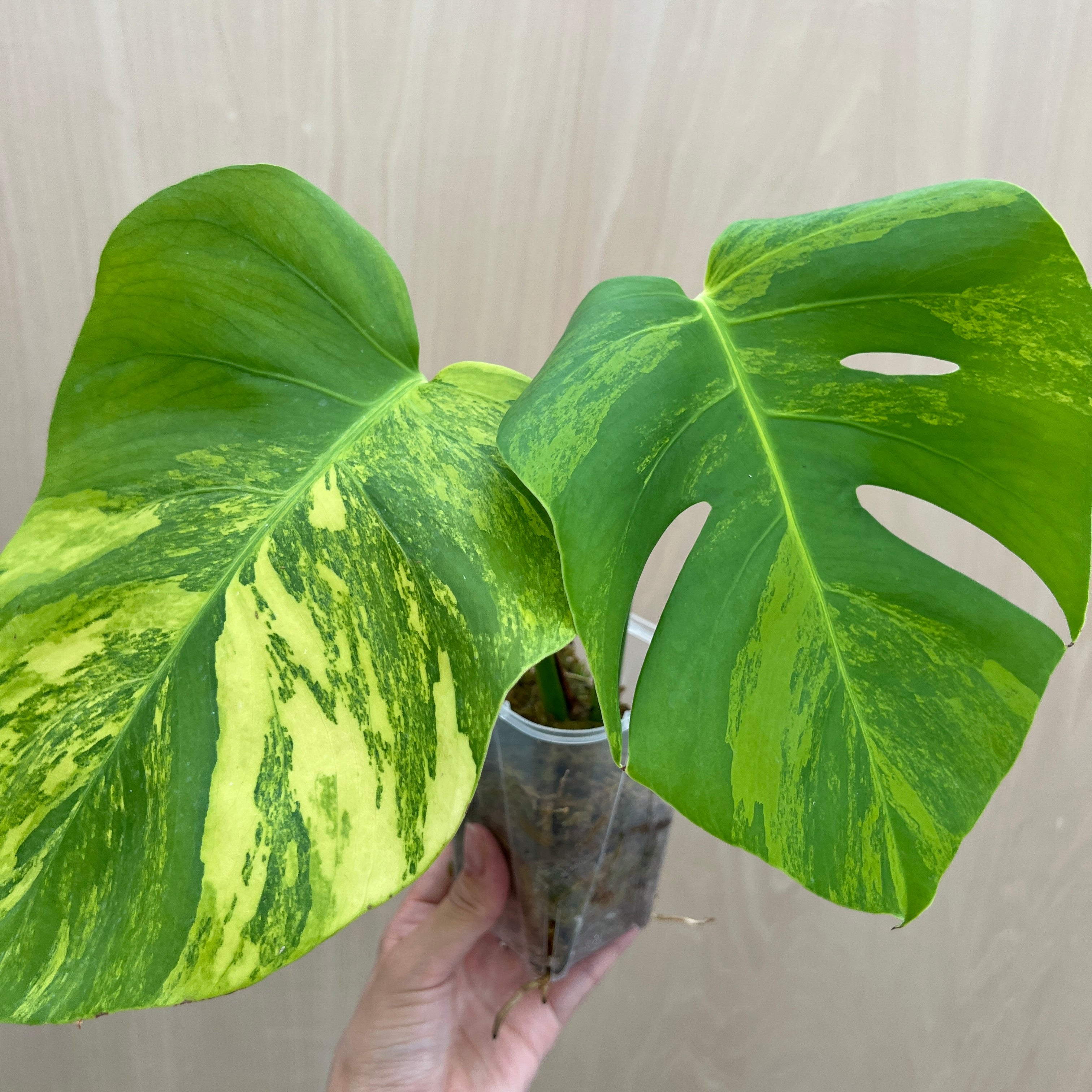 No.21072 モンステラ オーレア 茎挿し – 植物家族