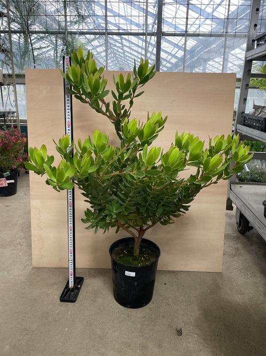 No.25005 リュウカデンドロン サマーサン 7号鉢