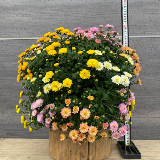 社長植栽★ ガーデンマム寄せ植え ハンギングポット