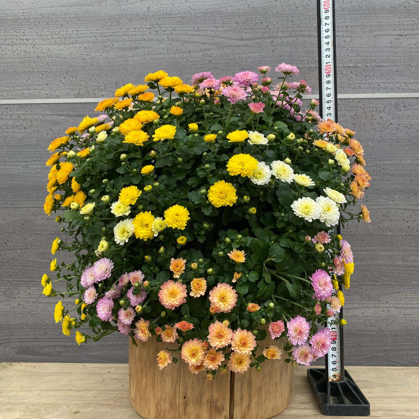 社長植栽★　ガーデンマム寄せ植え　ハンギングポット