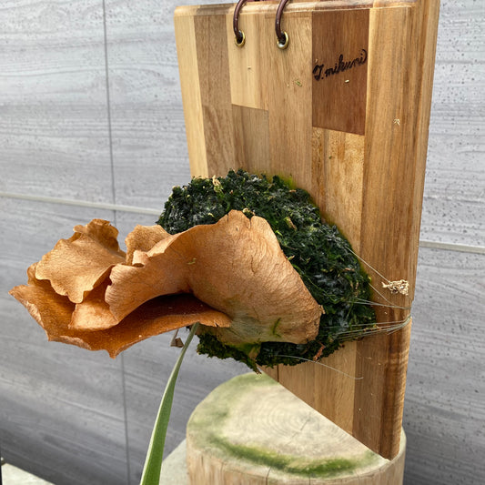 06016　ビカクシダ　板付け