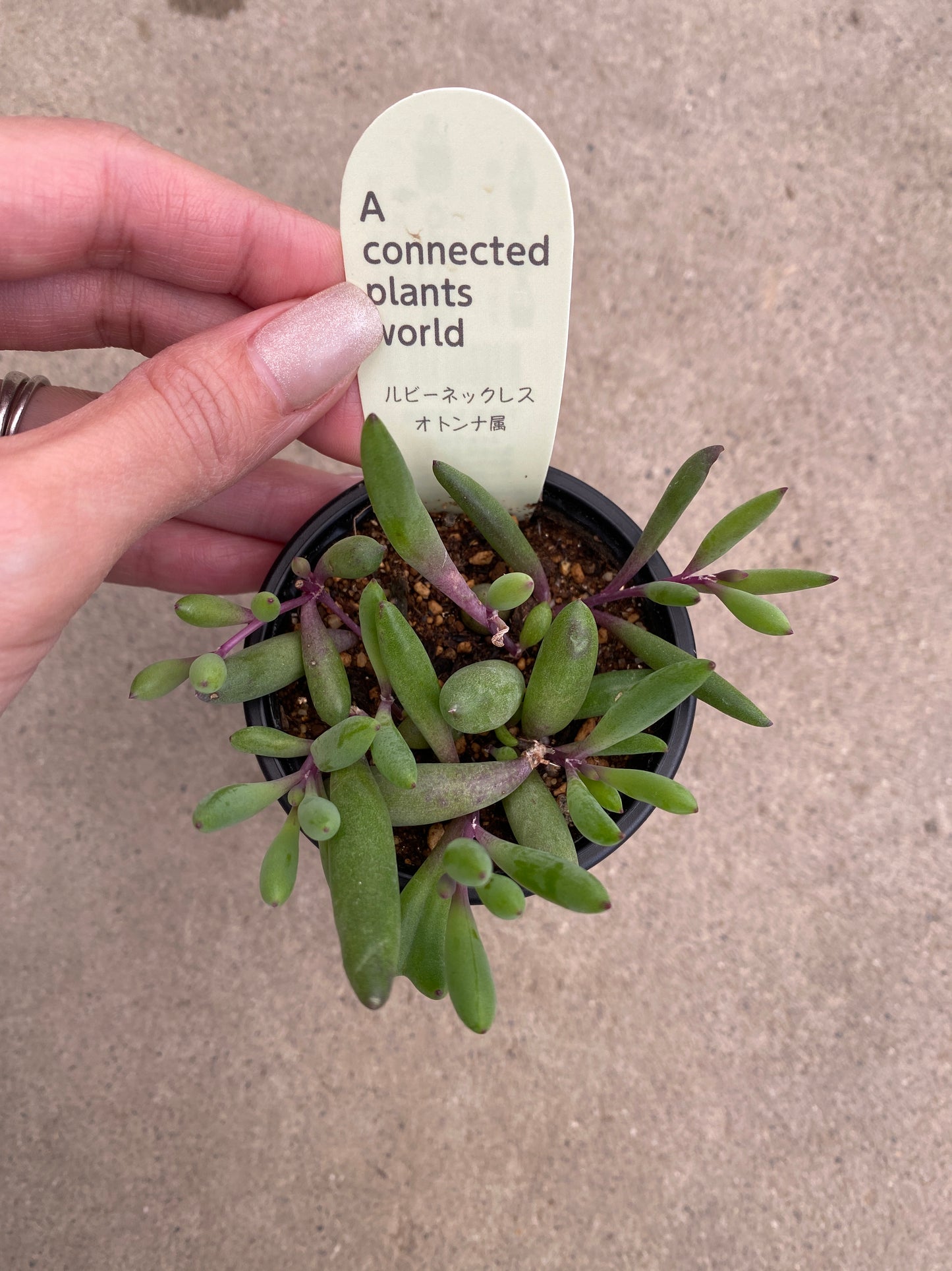 多肉植物　5個セット　アコプラ仕立て