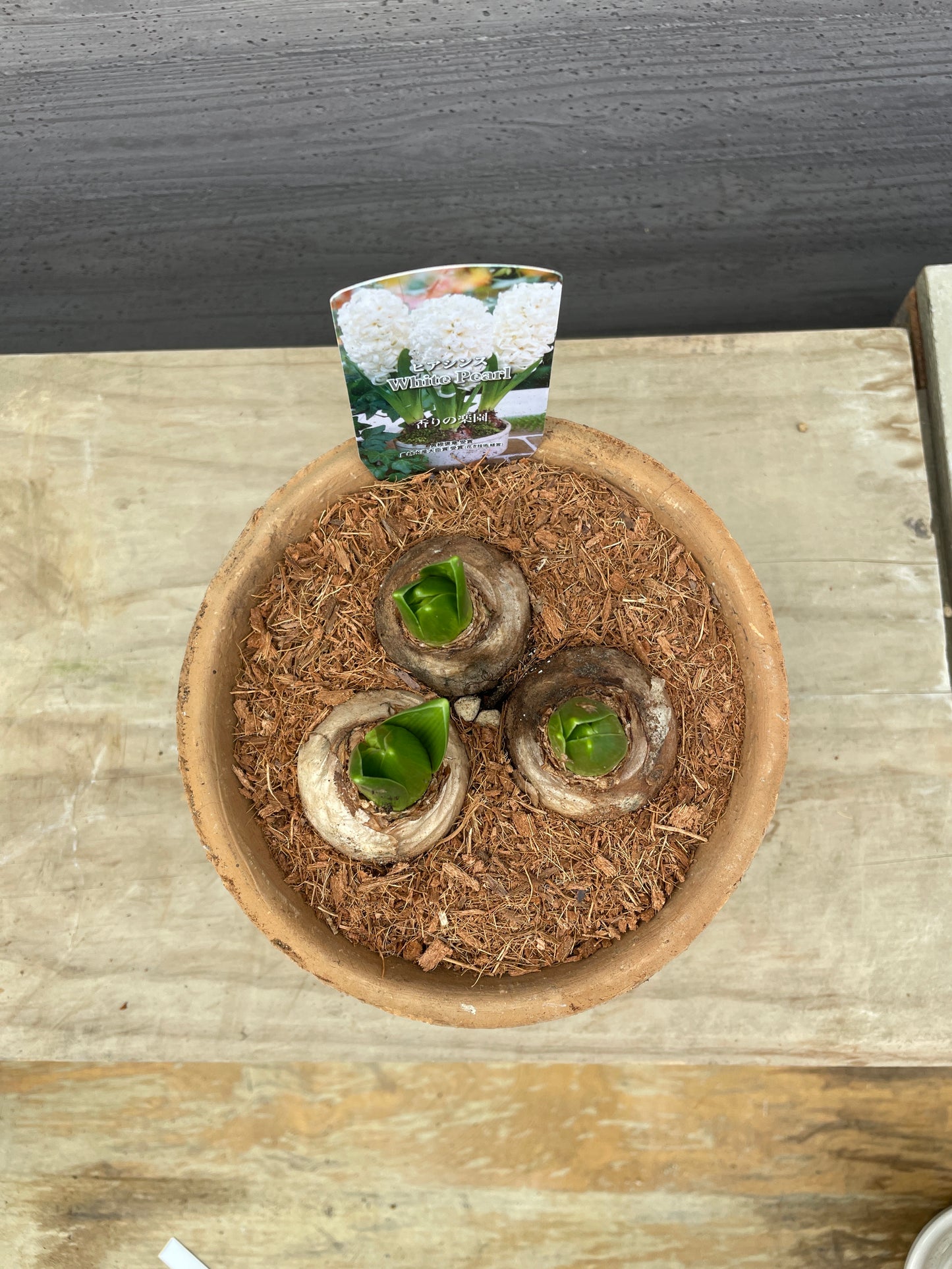 ヒアシンス　ホワイトパール　キューポット