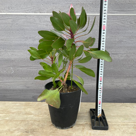 No.12001 キングプロテア リトルプリンス 5号鉢