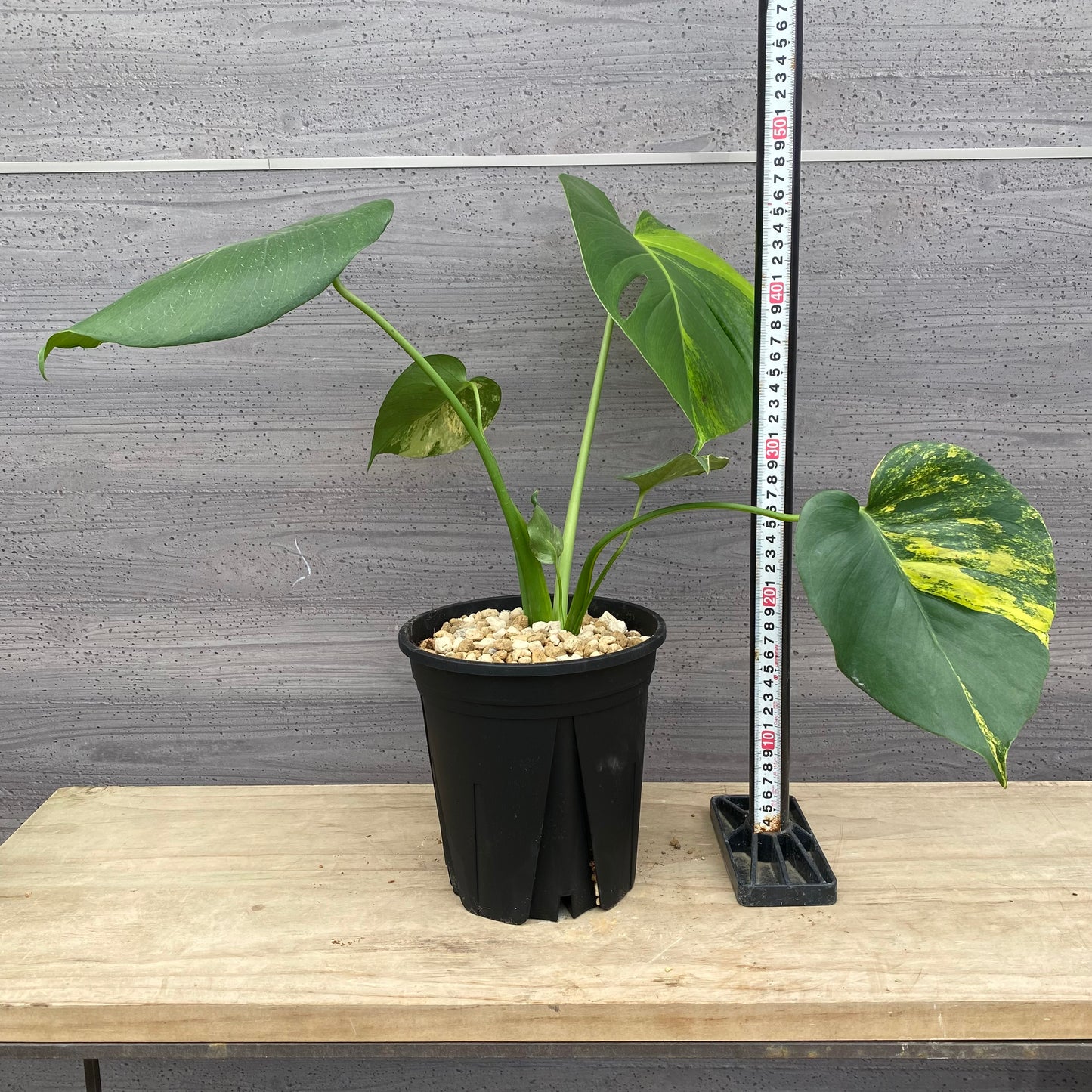 モンステラ　イエローマリリン　No.2　黒ポット