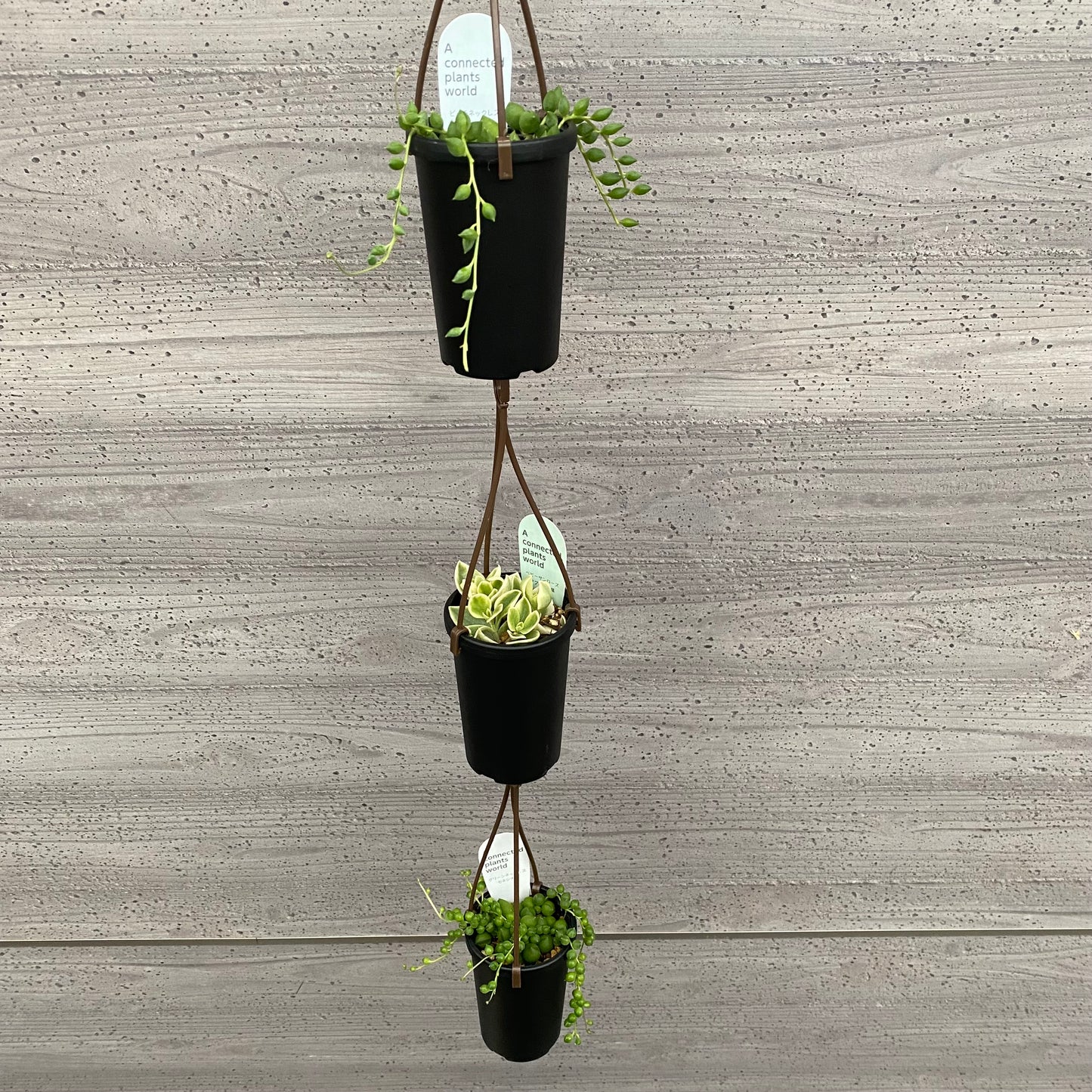 アコプラ　5個セット　2号鉢