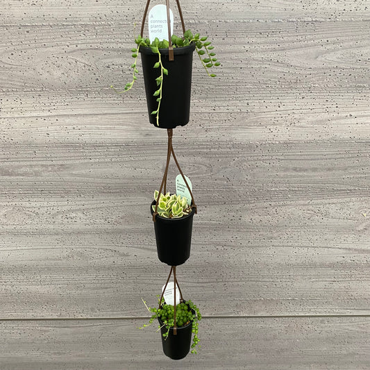 多肉植物　5個セット　アコプラ仕立て