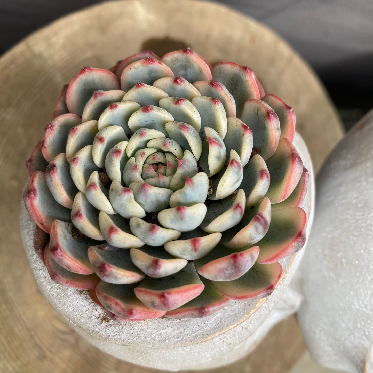 エケベリア　ホワイトミニマ錦/クリスペートビューティ　ガールポットD