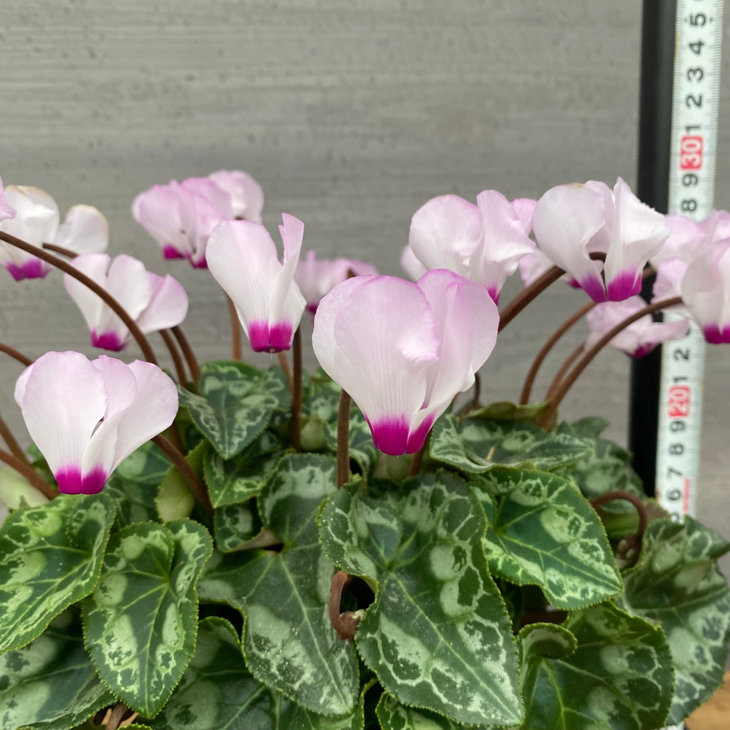 市場仕入れ即売会　No.25014　シクラメン　プリティカーブ　薄ピンク　5号鉢