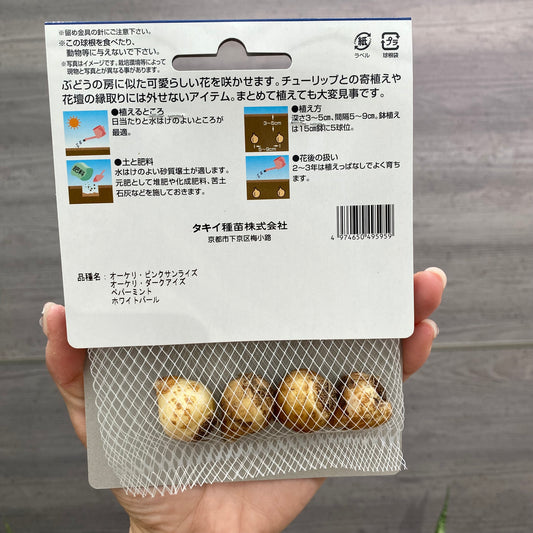 ムスカリ　球根　ベストミックス