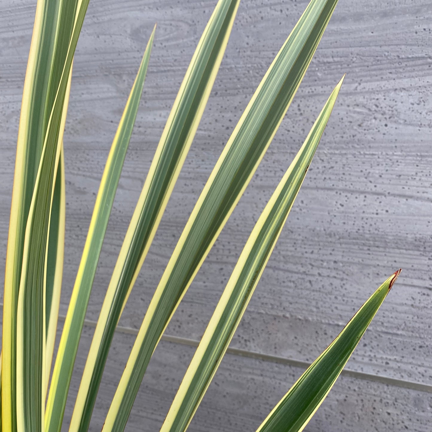 No.1302　ニューサイラン　斑入り　7号苗ポット