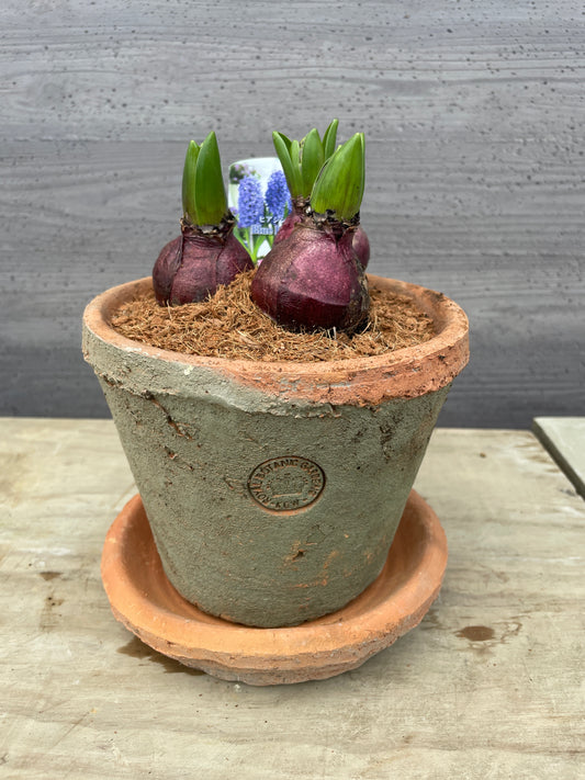 ヒアシンス ブルーパール キューポット