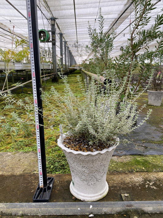 農場創業祭 No.26104　ウエストリンギア　陶器鉢