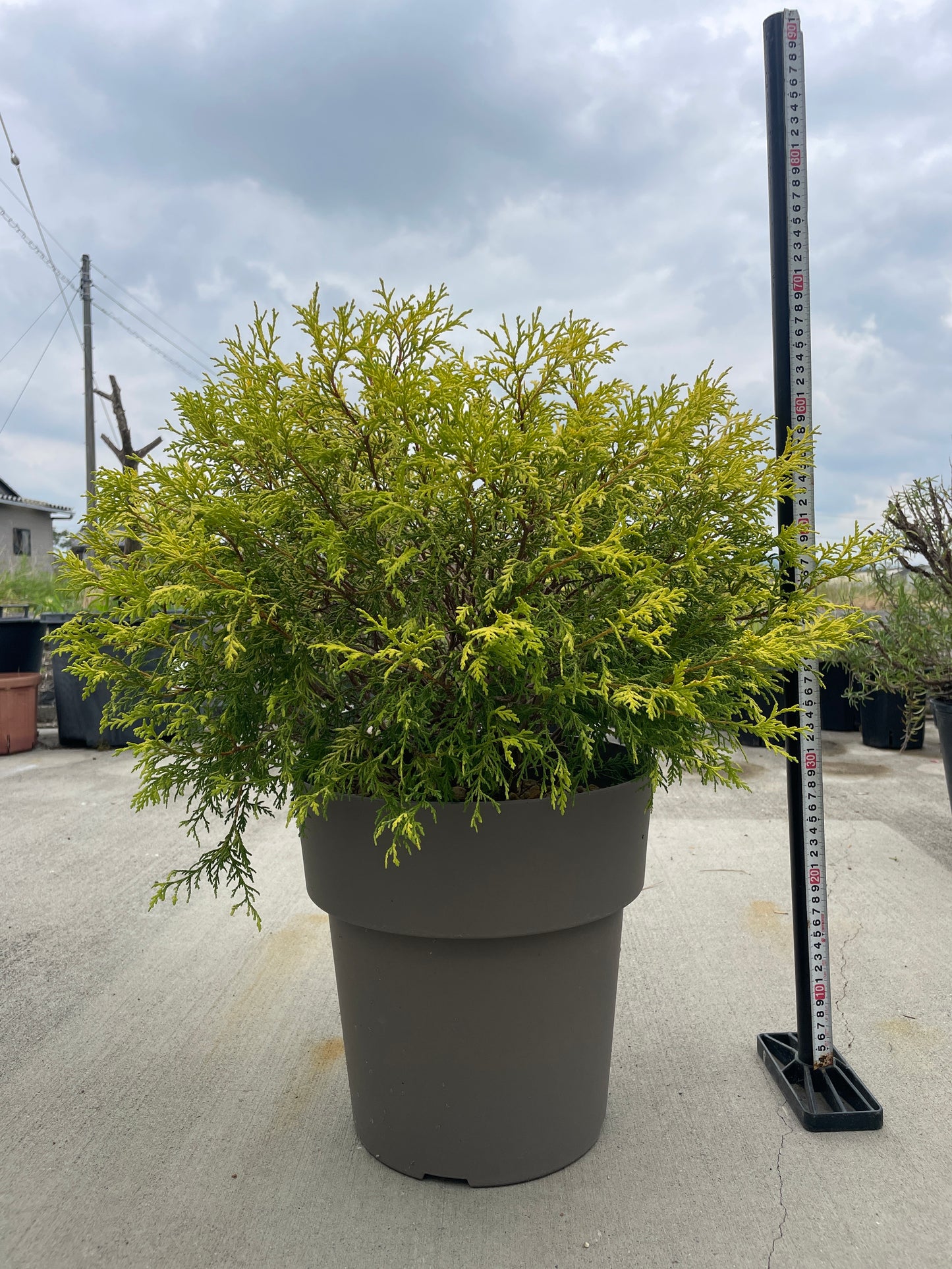 No.24015　サワラスギ