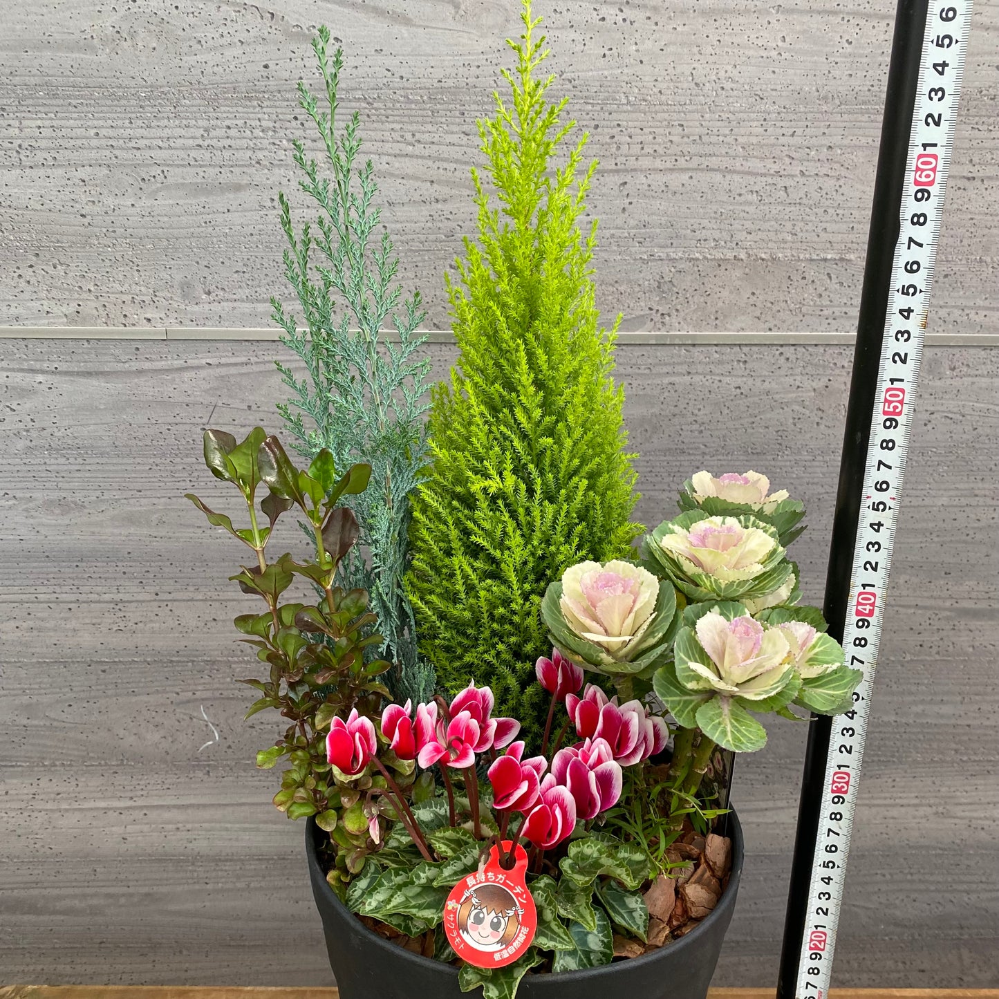 市場仕入れ即売会　No.25092　寄せ植え　8号鉢