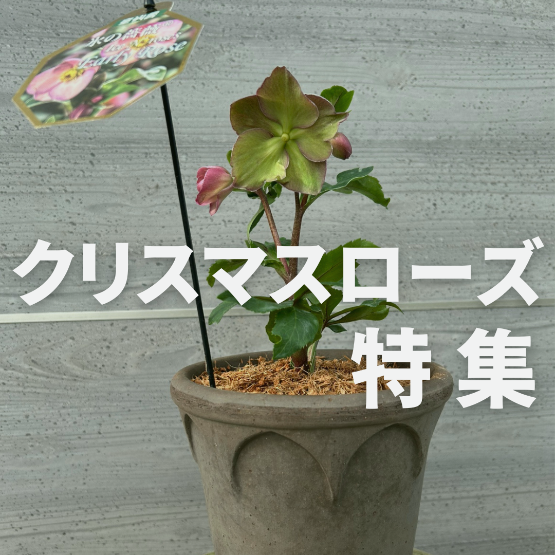 植物　予約専用ページ 植物家族