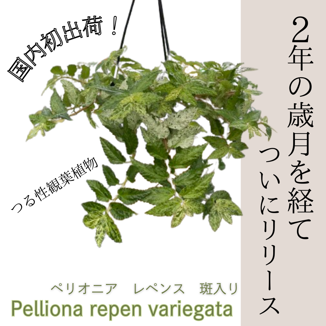 低温期には白い斑入りが強く！今の時期は緑が美しいペリオニア レペンスがついにリリース！