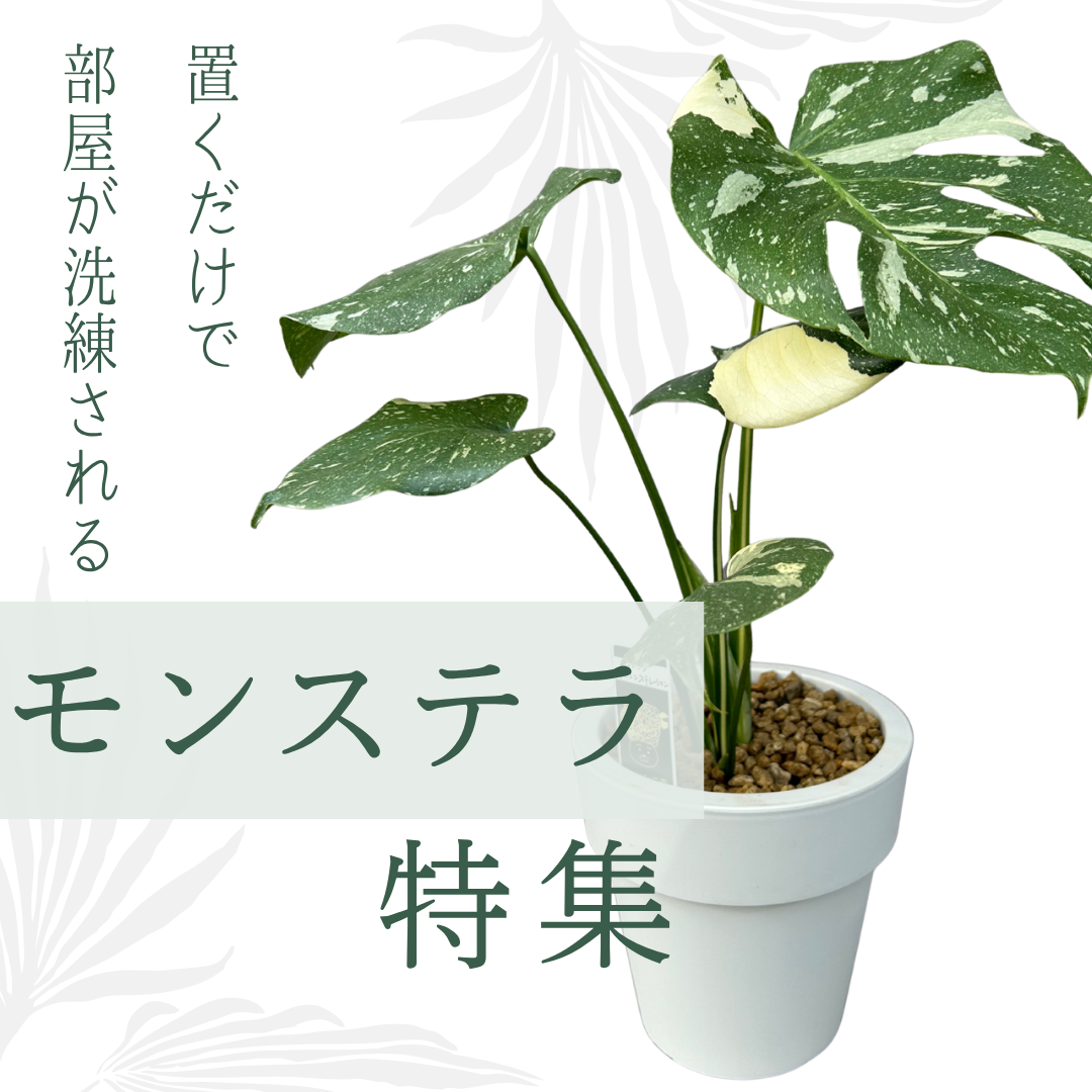 置くだけで部屋が洗練されるモンステラ。人気の良株はお早めに♪