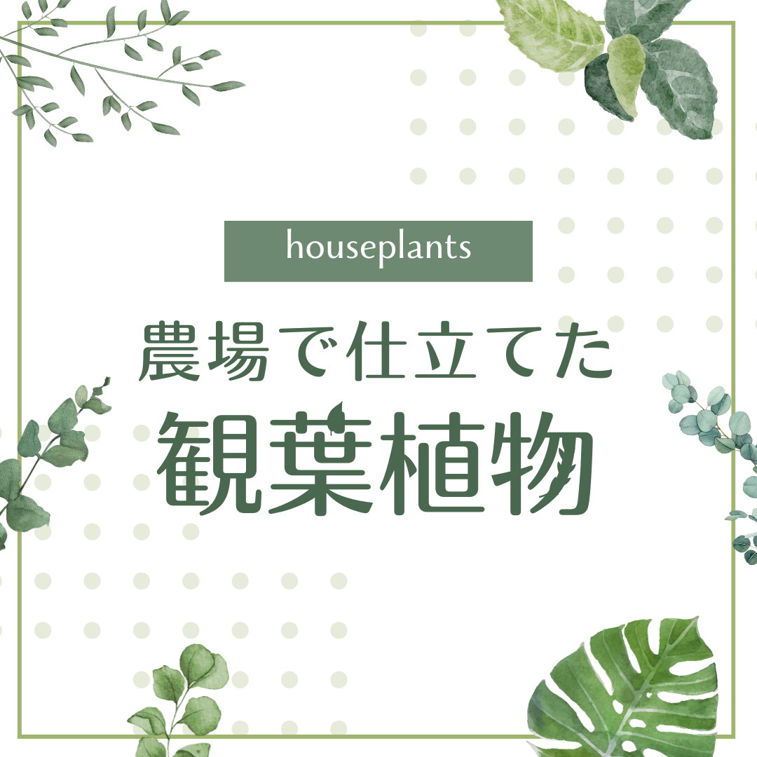 植物家族