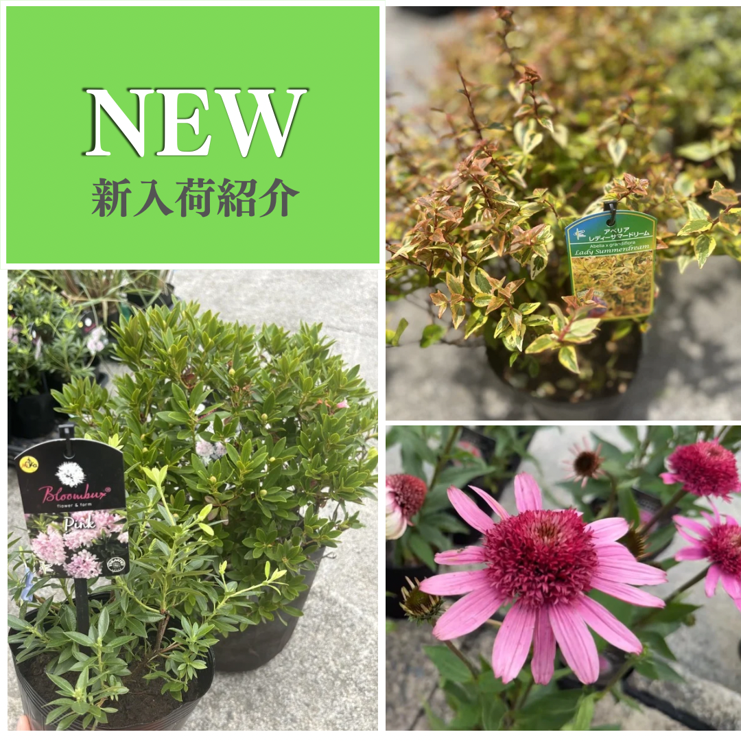 今週入荷した植物をご紹介！アジサイなど今の季節にピッタリのお花もたくさんあります♪