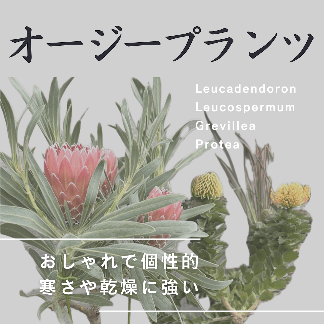 大人気オージープランツに挑戦してみませんか★育て方や置き場所など詳しくはYouTubeライブへ！