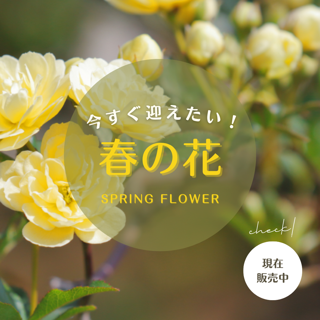 お庭がパッと明るくなる！今がいちばん可愛い春の花を揃えました。